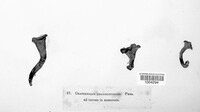 Craterellus cornucopioides image